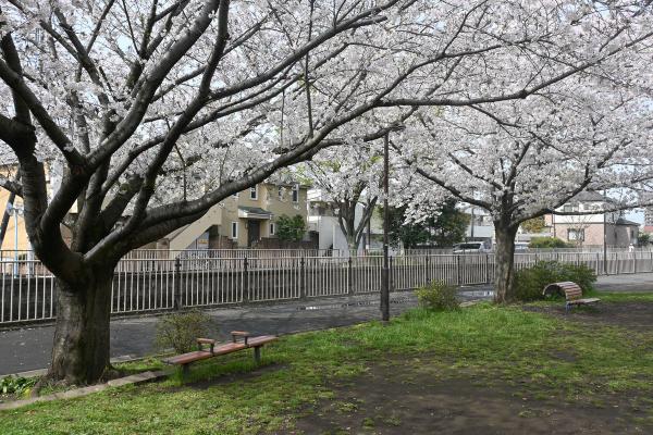 桜の屋根を見上げながら、ベンチで一休み（撮影：2024年４月７日）