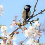 画像:あの鳥は？<br>桜で見かける野鳥たち