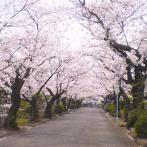 見事な桜並木（写真提供：築地本願寺和田堀廟所）