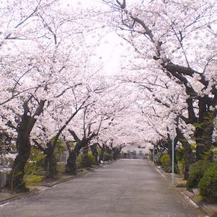見事な桜並木（写真提供：築地本願寺和田堀廟所）