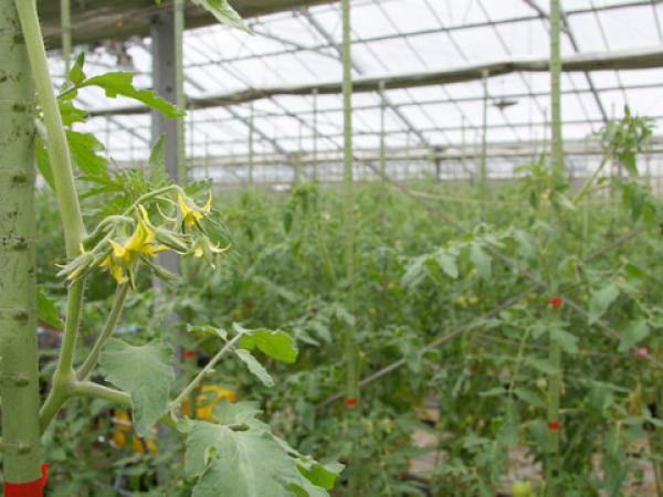 温室で育つトマトの苗