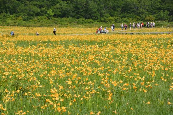 一面を黄色に染めるニッコウキスゲなど、四季の花々も見どころの１つ（写真提供：北塩原村商工観光課）