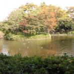 季節感あふれる妙正寺池と中島