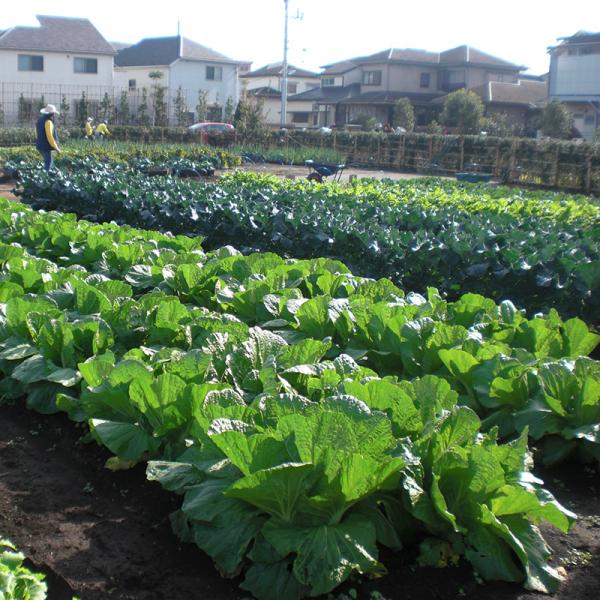 成田西ふれあい農業公園に広がる野菜畑。手前から白菜、ブロッコリー、大根