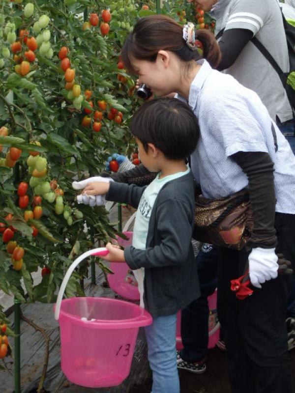 親子でミニトマトの収穫体験（写真提供：都市農業係）