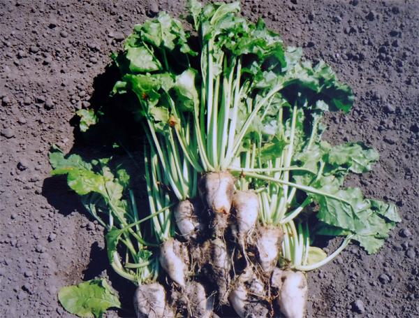 甜菜。「砂糖大根」とも呼ばれる。国内では主に北海道で栽培されている（写真提供：Bakeshop Turquoise）