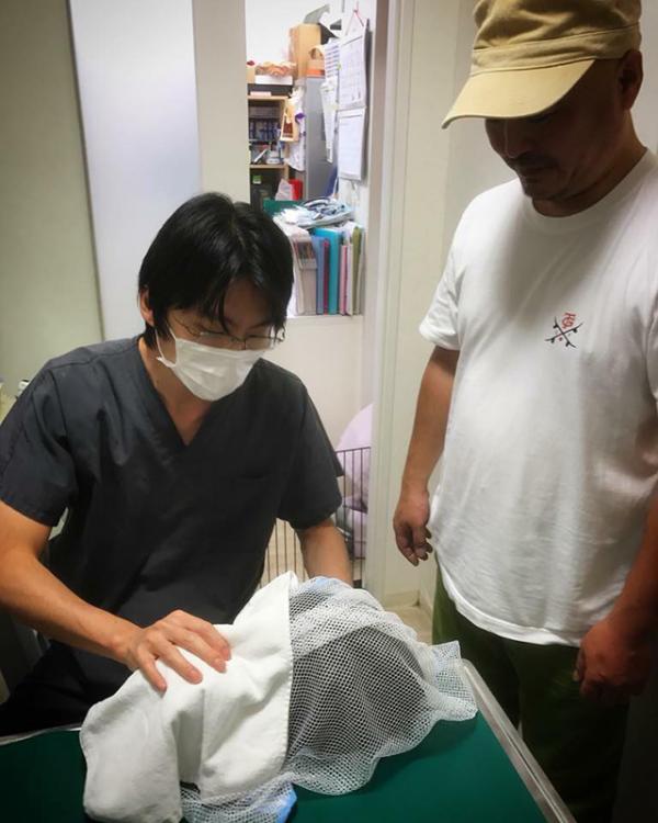 不安にさせないように洗濯ネットに入れた保護ネコを診察するハナ動物病院の太田先生（写真提供：佐藤洋平）