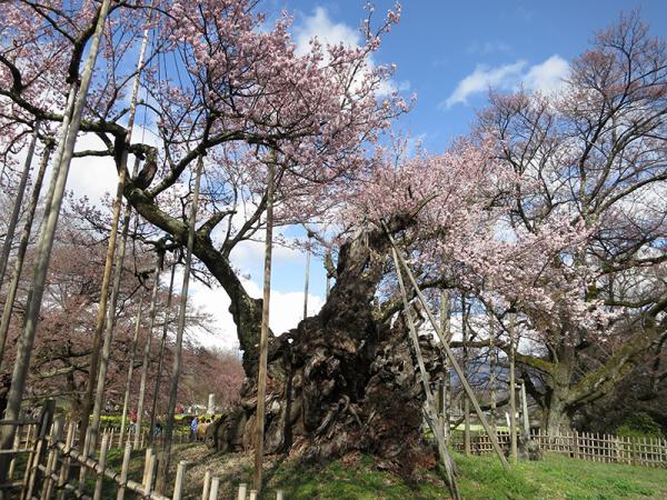 山高神代桜。樹齢2000年といわれている。樹高およそ10ｍ、根元の周囲およそ12ｍの巨木（写真提供：和田博幸さん）