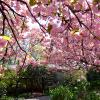 大田黒公園の桜の様子