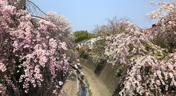 妙正寺川