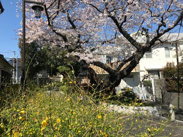 薄桃色の桜と黄色いヤマブキのコントラストが美しい（撮影：2019年４月２日）