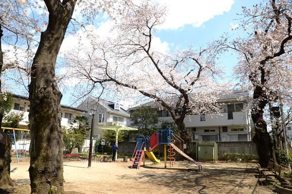 公園内を囲むように桜が植えられている（撮影：2019年４月２日）