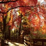 紅葉で赤く染まった公園内の遊歩道