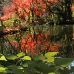 水面に紅葉が映る和田堀池
