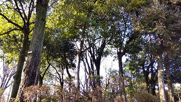 園内にはシイノキ、シラカシ、タブノキなどの防火樹林がそびえる