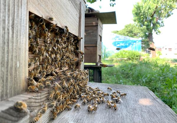 善福寺公園の方角に向かって行き来するセイヨウミツバチ