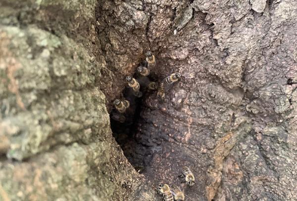 善福寺公園の木のうろに生息する野生のニホンミツバチ