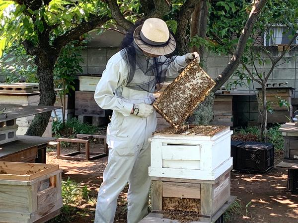 巣箱１段の中には10枚の板が入っている。一般的に１枚につき約2,000匹の蜂がいるといわれる