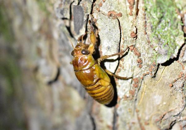 木を登る幼虫（撮影：2021年7月25日20時15分、都立善福寺川緑地 成園橋付近）