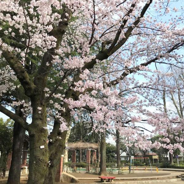 美しい桜も見どころ（撮影：2022年03月30日）