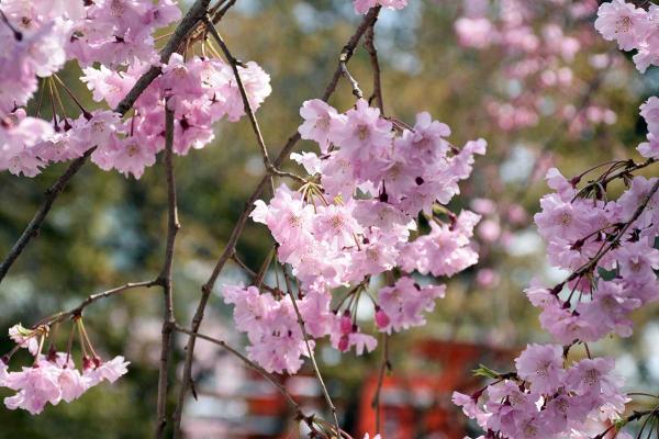 社殿を背景に、しだれ桜も楽しめる（撮影：2022年3月31日）