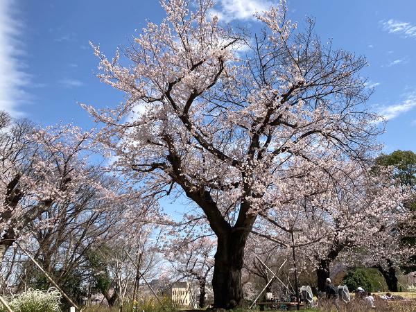 青空に映える遊具広場周辺の満開の桜（撮影：2022年３月28日）