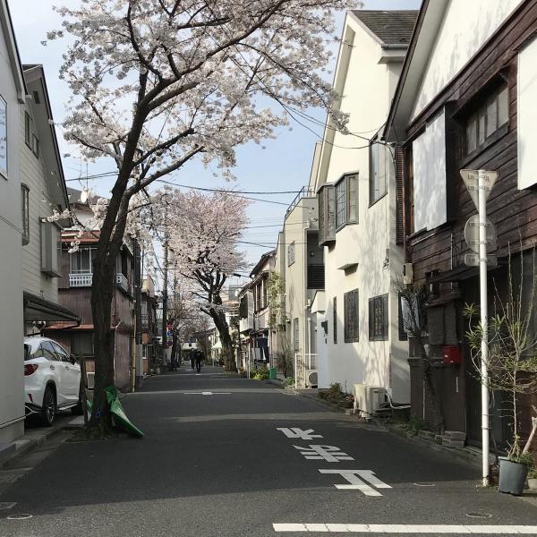 今も残る同潤会西荻窪住宅の街並み。何本か大木が伐採されたが、桜並木が有名
