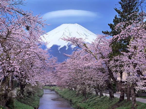 桜の季節のお宮橋からの眺め（写真提供：忍野村）