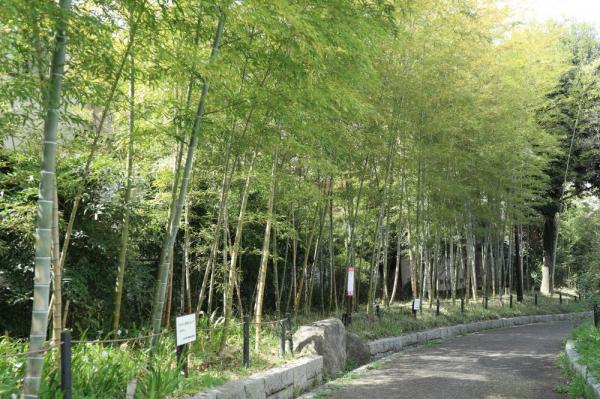 藤和橋近くの落ち着いた竹林の小道