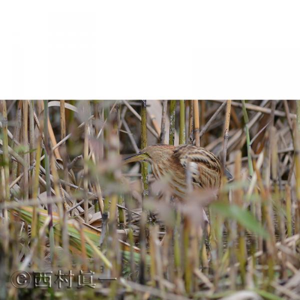 ヨシゴイ（幼鳥）。10月、都立善福寺公園で撮影