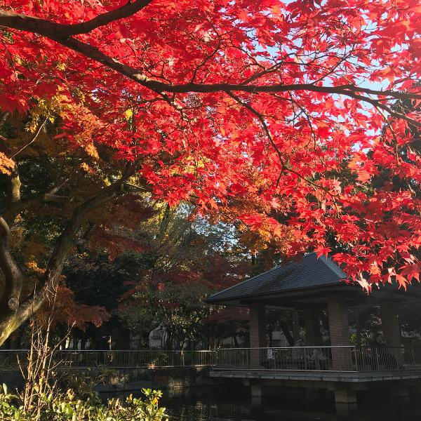 秋、園内の木々が赤く染まる