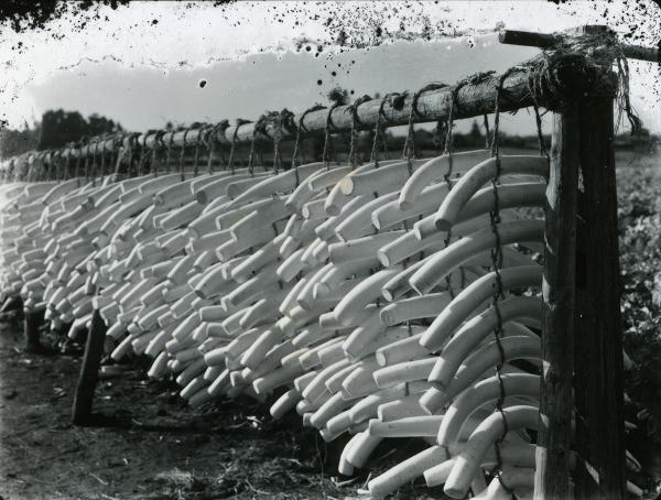 1935（昭和10）年、荻窪でたくあん用の大根を干す光景（所蔵：杉並区立郷土博物館　〇）