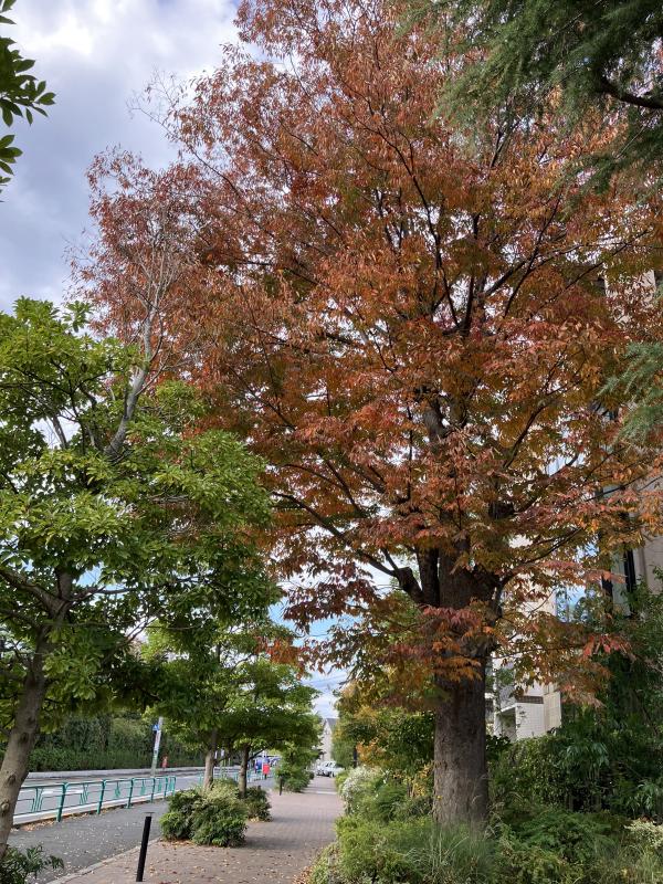 鎌倉街道沿いのケヤキは残置樹木（撮影：2022年11月）