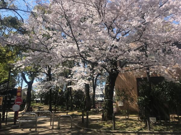 枝が歩道に張り出すほど立派な桜の木（撮影：2021年3月26日）　