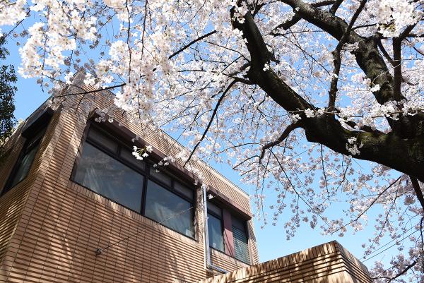 分館東棟のウッドデッキから桜を見上げる（撮影：2021年3月26日）　