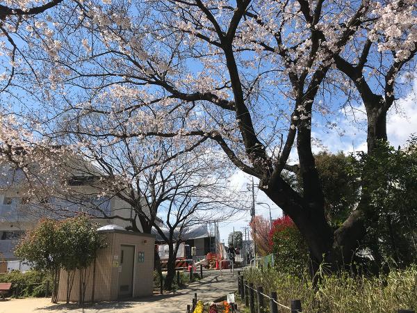 上段の桜の下で花見ができる（撮影：2020年3月24日）