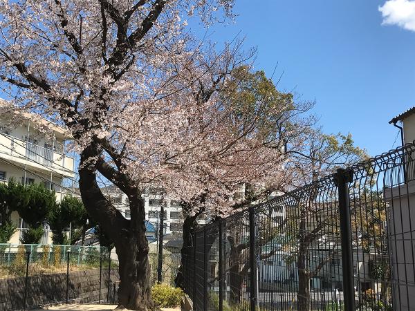 坂に沿って植えられた桜（撮影：2020年3月24日）