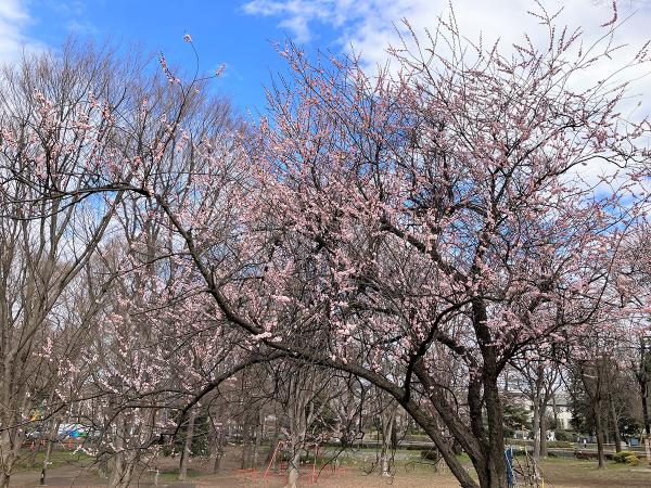春の訪れを告げる梅の花。桜の季節は花見客でにぎわう（撮影：2023年２月25日）