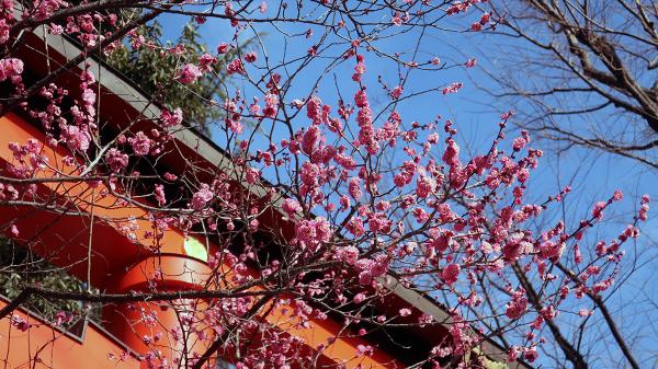 春先は梅の花も楽しめる（撮影：2023年２月１日）