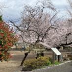遊歩道沿いにある中瀬児童遊園の桜（撮影：2023年３月24日）