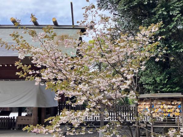 八重桜（撮影：2023年4月5日）