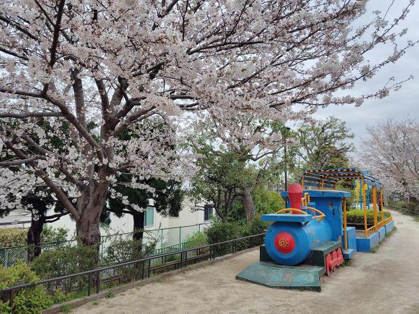 遊具の間近にまで桜の枝が広がる（撮影：2023年４月７日）
