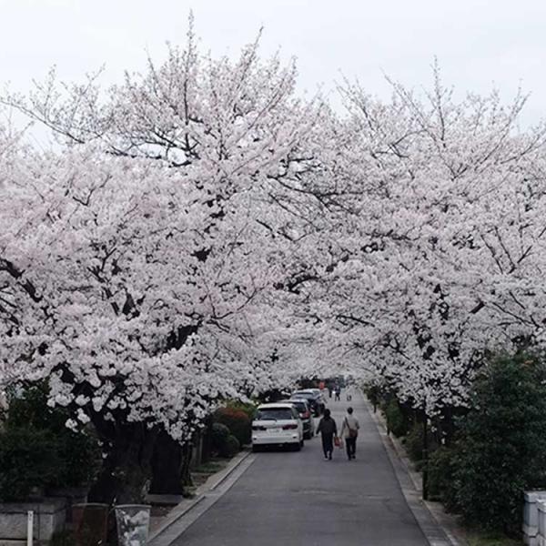 見事な桜並木（撮影：2024年４月６日）