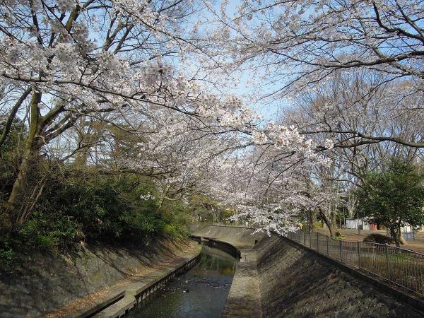 たまたま知り合った外国人に、善福寺川の桜を案内してあげたこともあるという