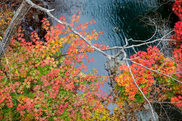 紅葉シーズンの吾妻峡