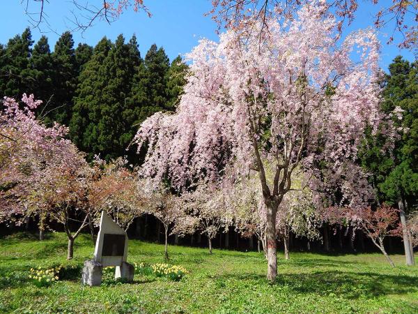 石澤村（当時）への感謝と平和祈念を込め整備された「絆の茂里公園」（写真提供：石沢Zuボランティア）