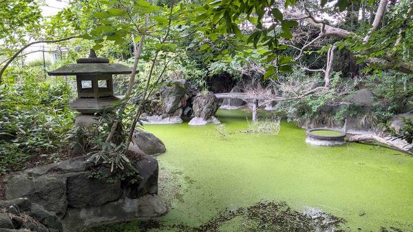 大宮の杜緑地では、和風庭園のような池や草木が見られる