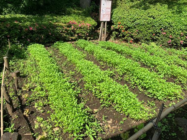 古民家わきにある藍畑（撮影：2022年５月）