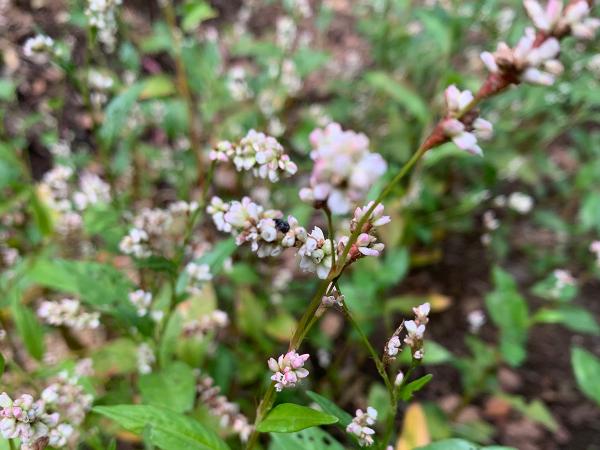 薄紅色のダデアイの花