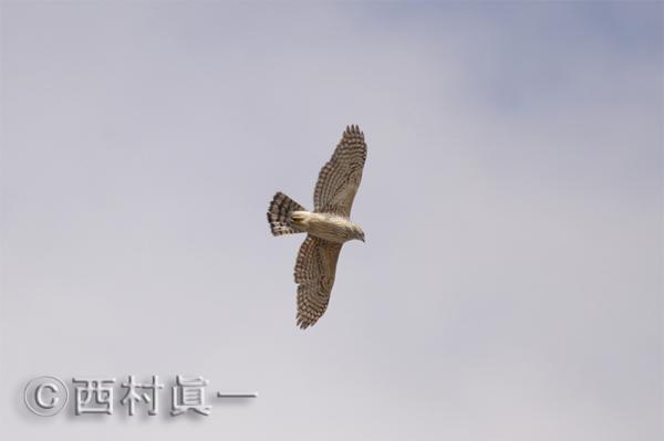 都立高井戸公園にてオオタカ幼鳥の飛行写真（撮影：2024年２月18日）